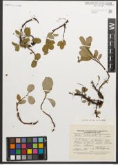 Foto von Salix reticulata L.